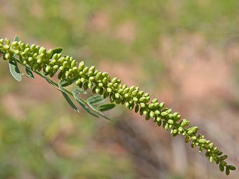 Honey Mesquite (Neltuma glandulosa)