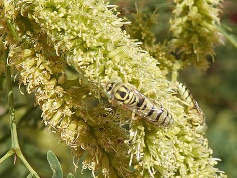 Honey Mesquite (Neltuma glandulosa)