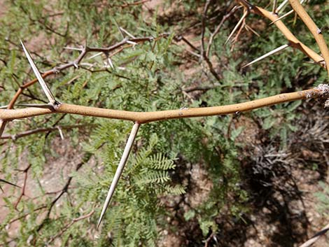 Honey Mesquite (Neltuma glandulosa)