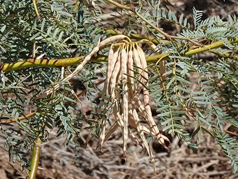 Honey Mesquite (Neltuma glandulosa)