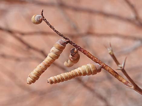 Screwbean Mesquite (Prosopis pubescens)