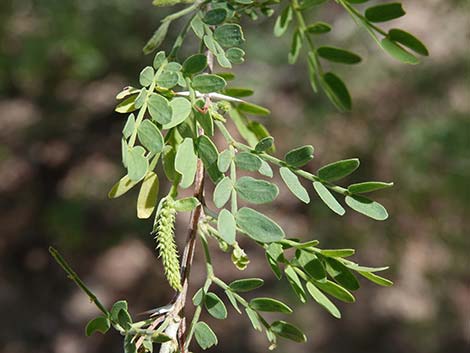 Screwbean Mesquite (Prosopis pubescens)