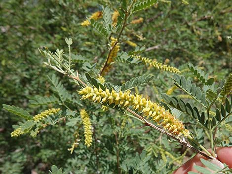 Screwbean Mesquite (Prosopis pubescens)