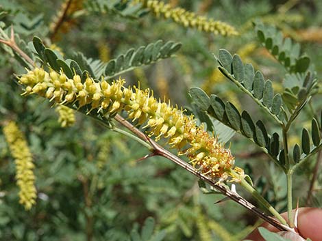 Screwbean Mesquite (Prosopis pubescens)