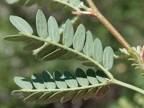 Screwbean Mesquite (Prosopis pubescens)