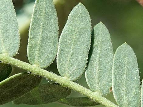 Screwbean Mesquite (Prosopis pubescens)