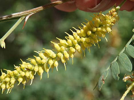 Screwbean Mesquite (Prosopis pubescens)