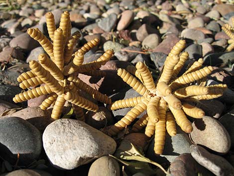 Screwbean Mesquite (Prosopis pubescens)