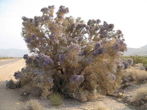 Smoketree (Psorothamnus spinosus)