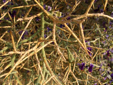 Smoketree (Psorothamnus spinosus)