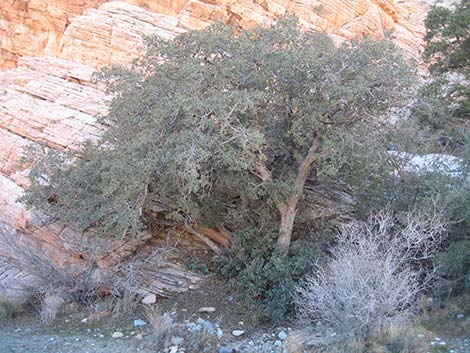 Canyon Live Oak (Quercus chrysolepis)