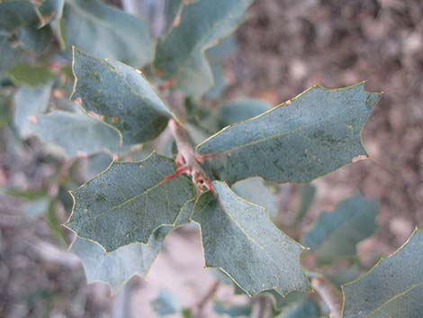 Canyon Live Oak (Quercus chrysolepis)