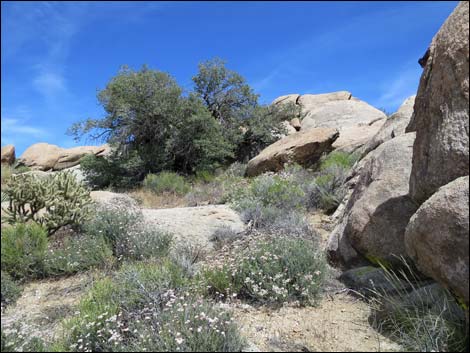 Canyon Live Oak (Quercus chrysolepis)