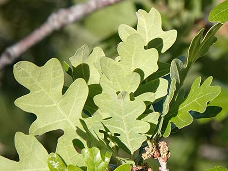 Gambel Oak (Quercus gambelii)