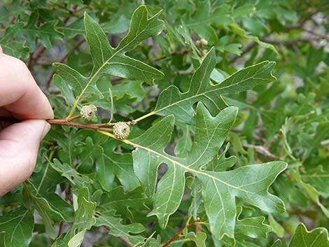 Gambel Oak (Quercus gambelii)