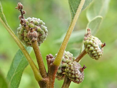 Gambel Oak (Quercus gambelii)