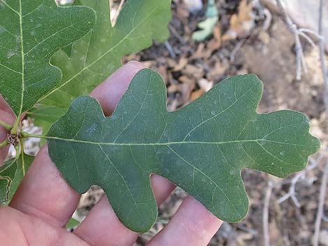 Gambel Oak (Quercus gambelii)