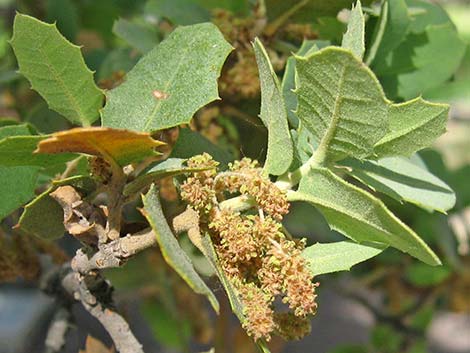 Shrub Live Oak (Quercus turbinella)