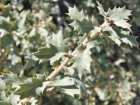 Shrub Live Oak (Quercus turbinella)