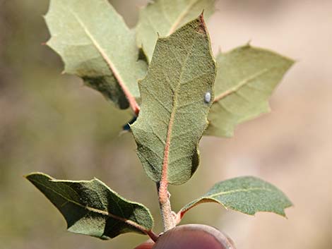 Shrub Live Oak (Quercus turbinella)