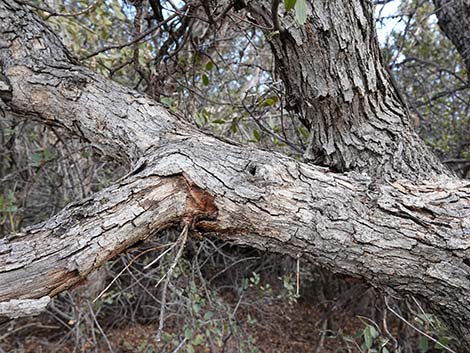 Shrub Live Oak (Quercus turbinella)