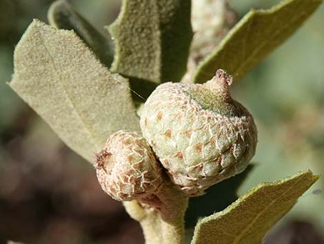 Shrub Live Oak (Quercus turbinella)