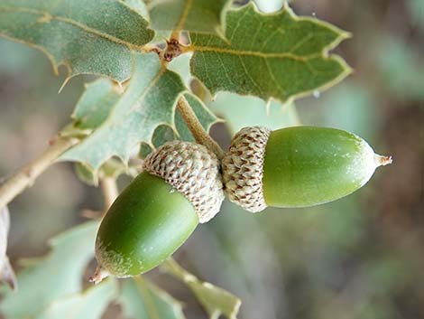 Shrub Live Oak (Quercus turbinella)