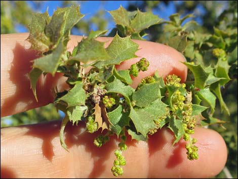 Shrub Live Oak (Quercus turbinella)