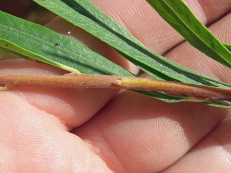 Narrowleaf Willow (Salix exigua)