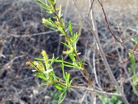 Narrowleaf Willow (Salix exigua)