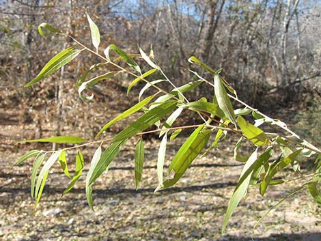 Goodding's Willow (Salix gooddingii)