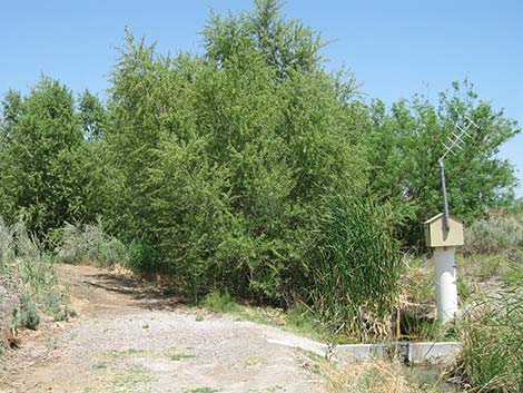 Goodding's Willow (Salix gooddingii)