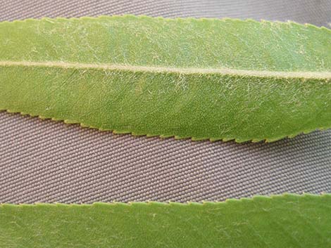 Goodding's Willow (Salix gooddingii)