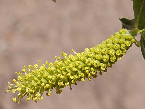 Goodding's Willow (Salix gooddingii)