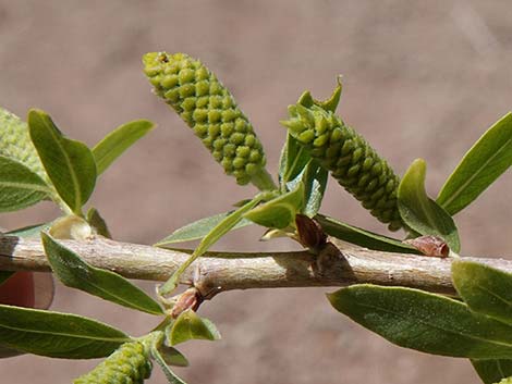 Goodding's Willow (Salix gooddingii)