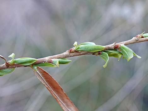 Goodding's Willow (Salix gooddingii)