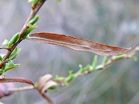 Goodding's Willow (Salix gooddingii)