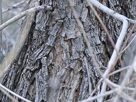 Goodding's Willow (Salix gooddingii)