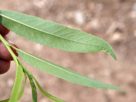 Goodding's Willow (Salix gooddingii)