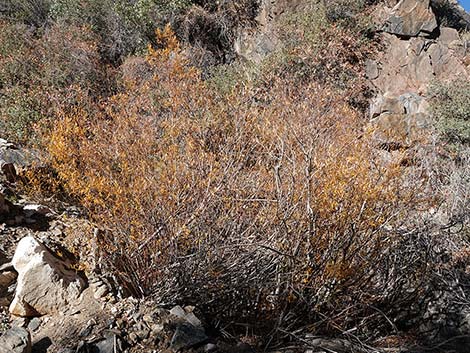 Arroyo Willow (Salix lasiolepis)