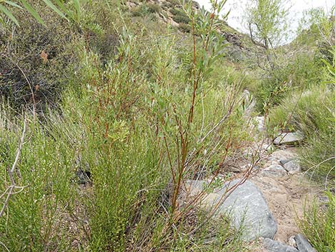 Arroyo Willow (Salix lasiolepis)