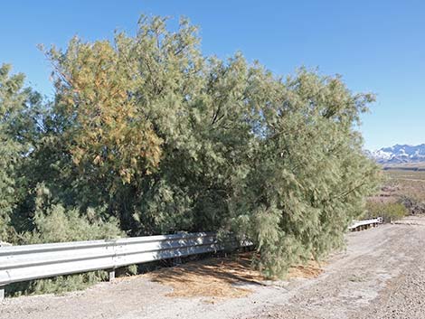 Athel Tamarisk (Tamarix aphylla)