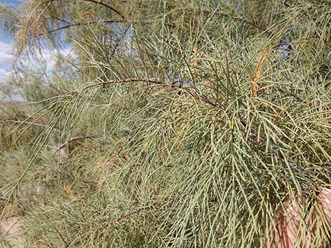 Athel Tamarisk (Tamarix aphylla)