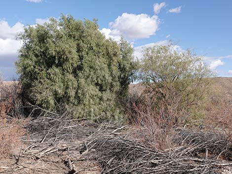 Athel Tamarisk (Tamarix aphylla)