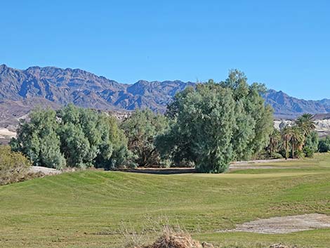 Athel Tamarisk (Tamarix aphylla)