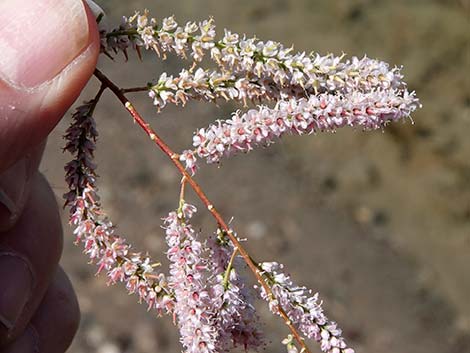 Saltcedar (Tamarix ramosissima)