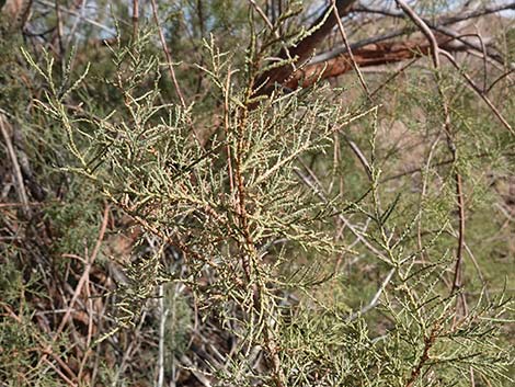 Saltcedar (Tamarix ramosissima)