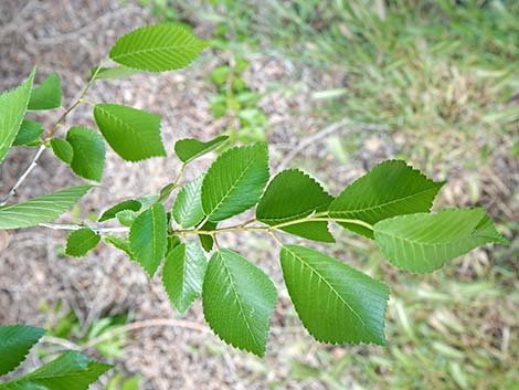 Siberian Elm (Ulmus pumila)