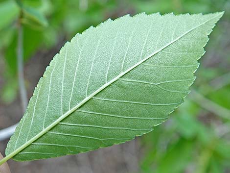 Siberian Elm (Ulmus pumila)