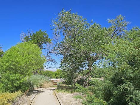 Siberian Elm (Ulmus pumila)